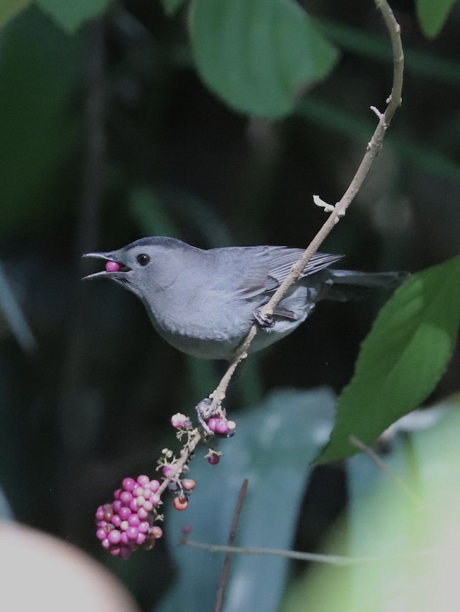 Gray Catbird - ML643468158