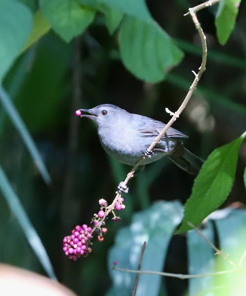 Gray Catbird - ML643468159