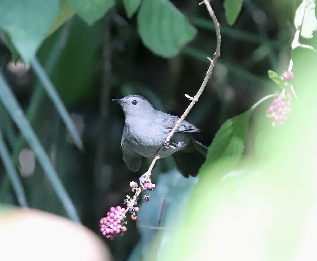 Gray Catbird - ML643468160