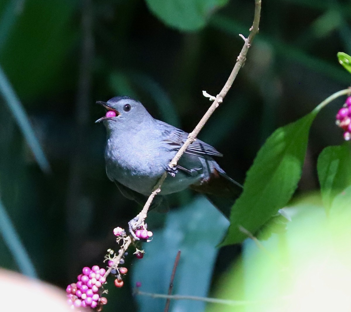 Gray Catbird - ML643468161
