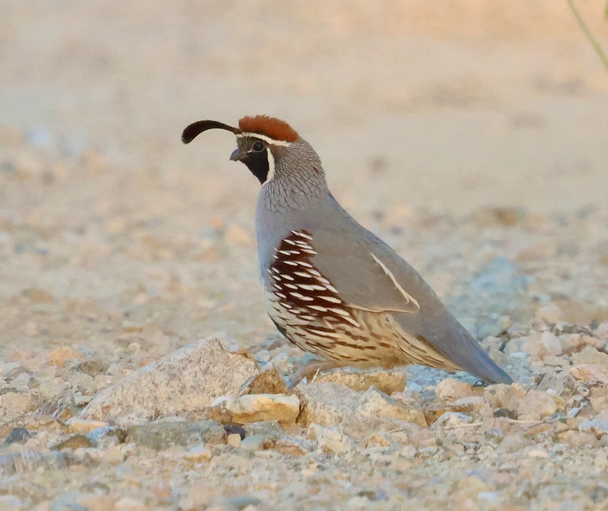 Gambel's Quail - ML643468164