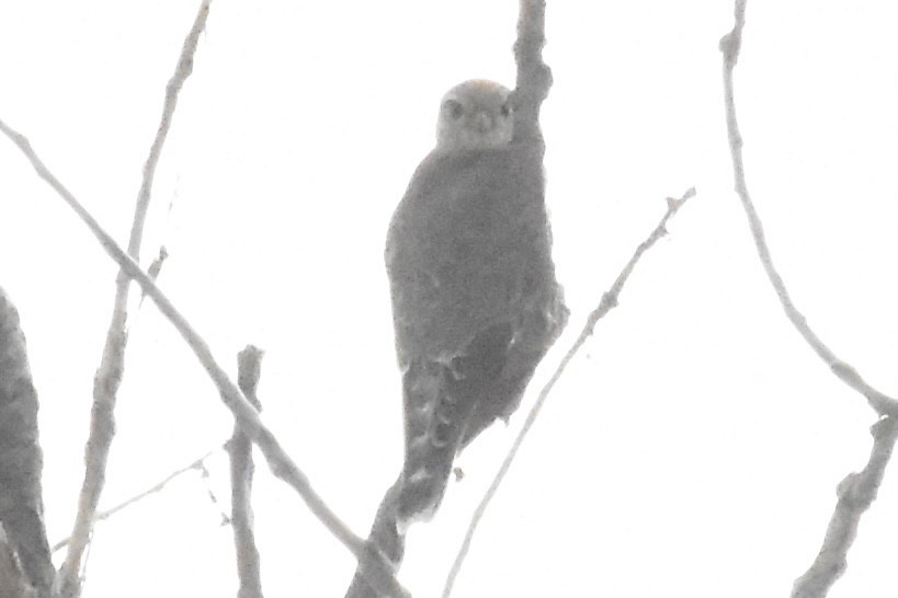 灰背隼 - ML643468173