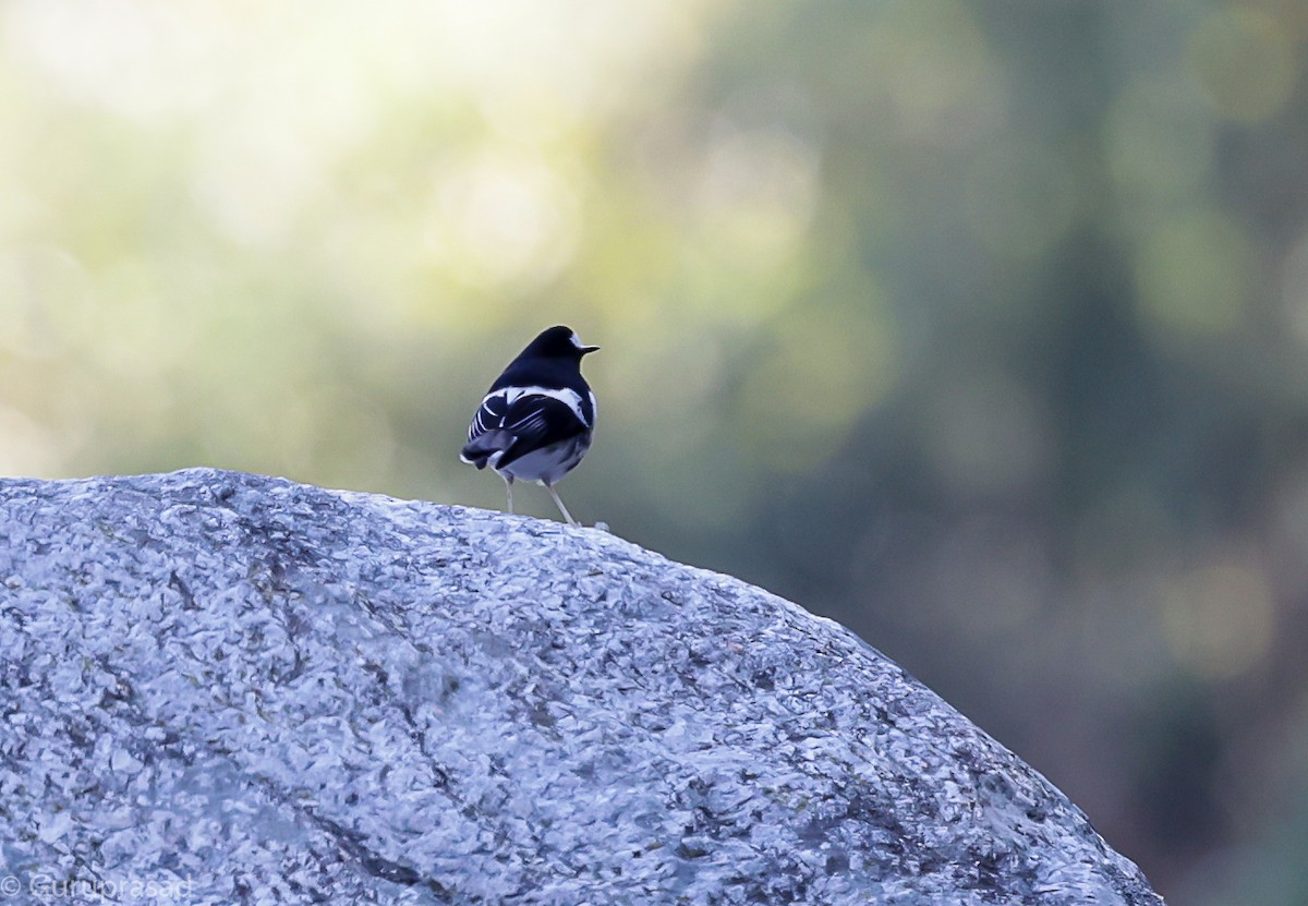 Little Forktail - ML643468177