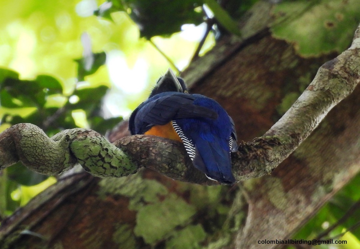 Amazonian Trogon - ML643468178