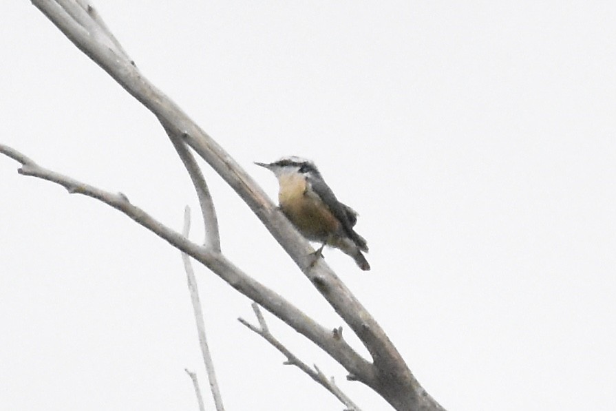 Red-breasted Nuthatch - ML643468183