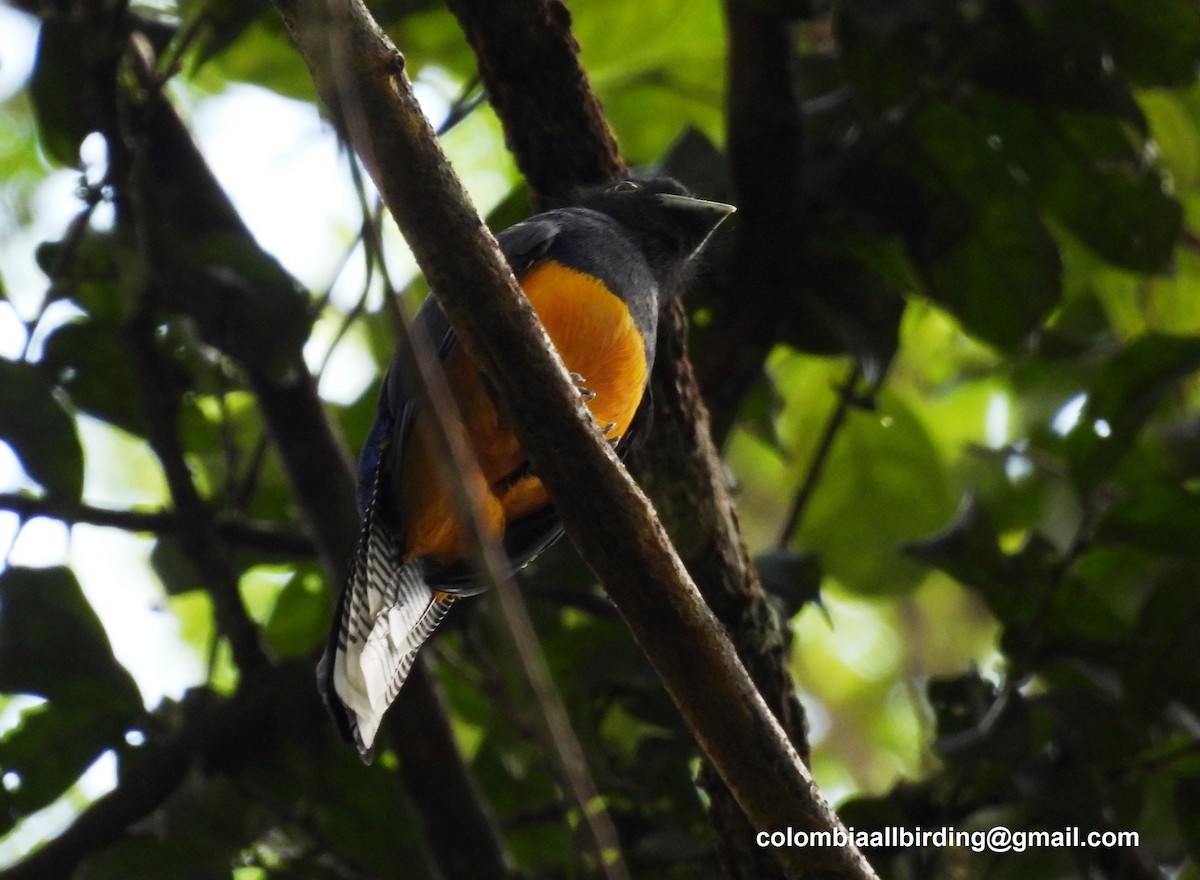Amazonian Trogon - ML643468187