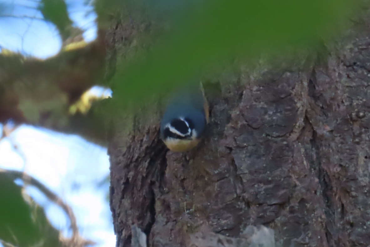 Red-breasted Nuthatch - ML643468188