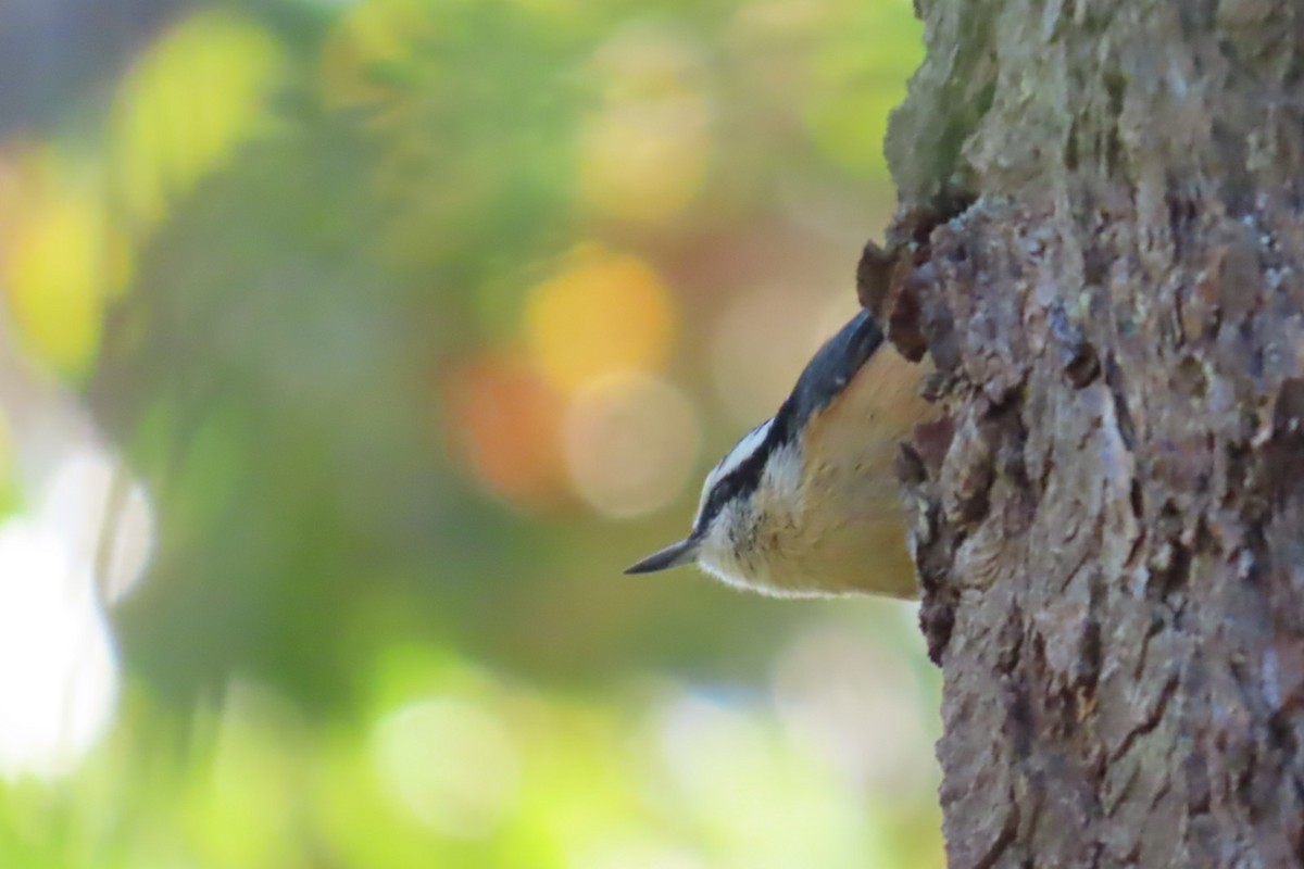 Red-breasted Nuthatch - ML643468191