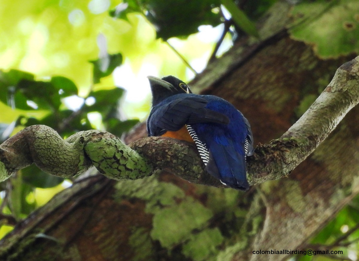 Amazonian Trogon - ML643468192