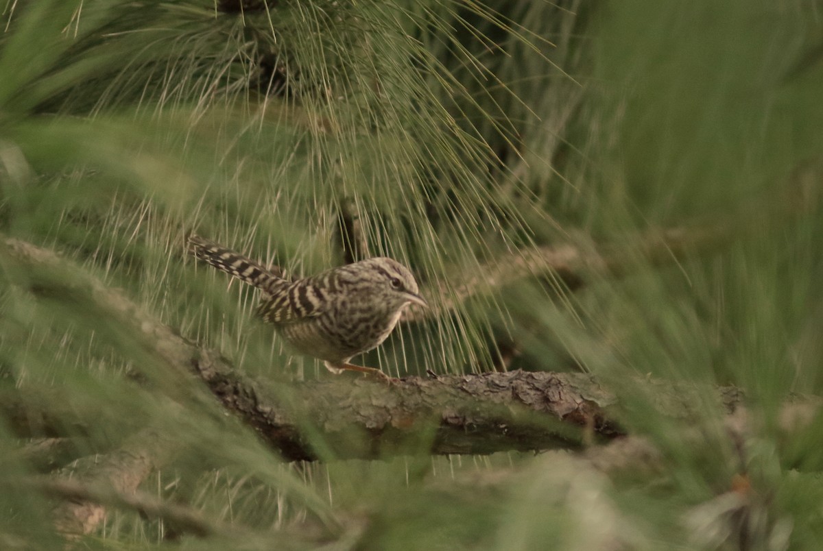Gray-barred Wren - ML643468197