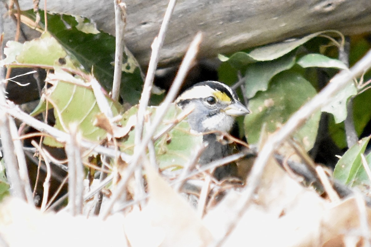 White-throated Sparrow - ML643468198