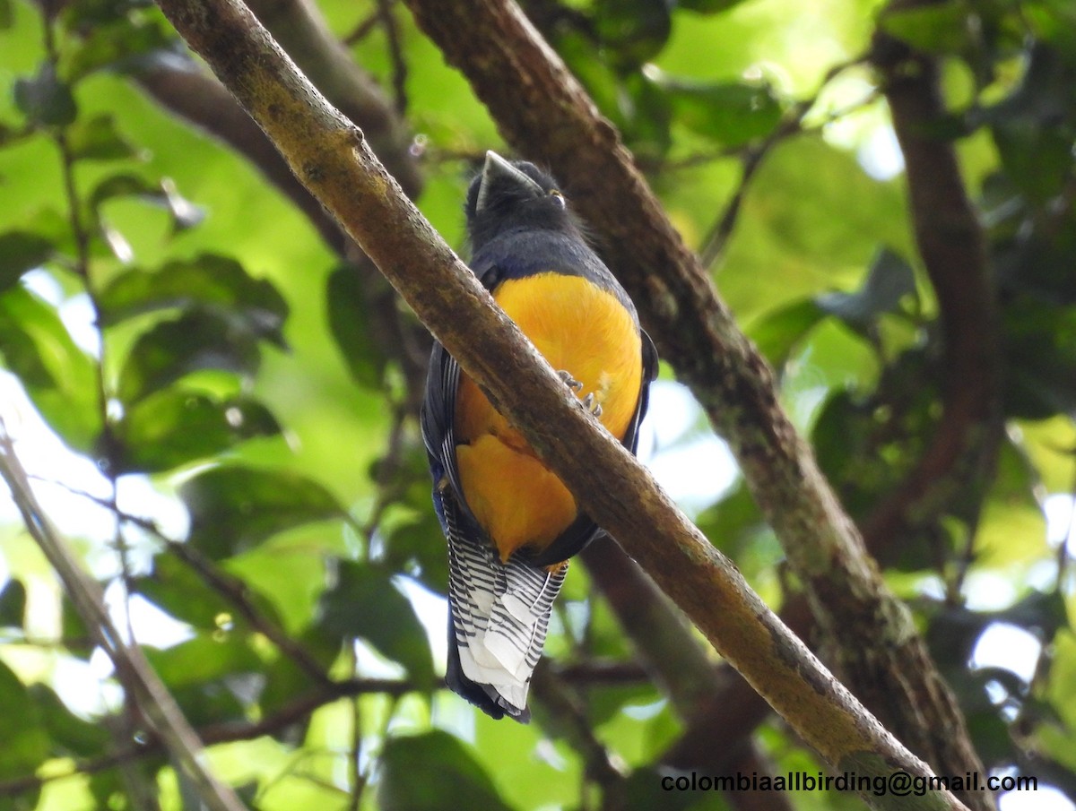Amazonian Trogon - ML643468201