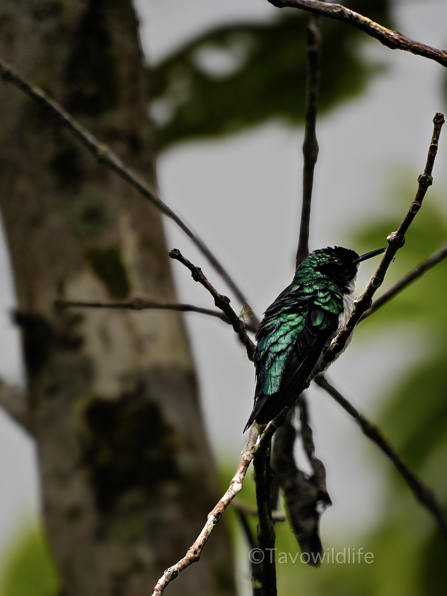 Purpurkron-Schmuckkolibri - ML643468217