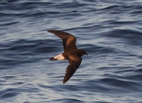 Wedge-rumped Storm-Petrel - ML643468225