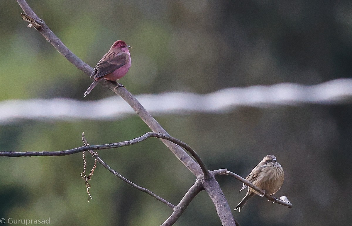 Pink-browed Rosefinch - ML643468234