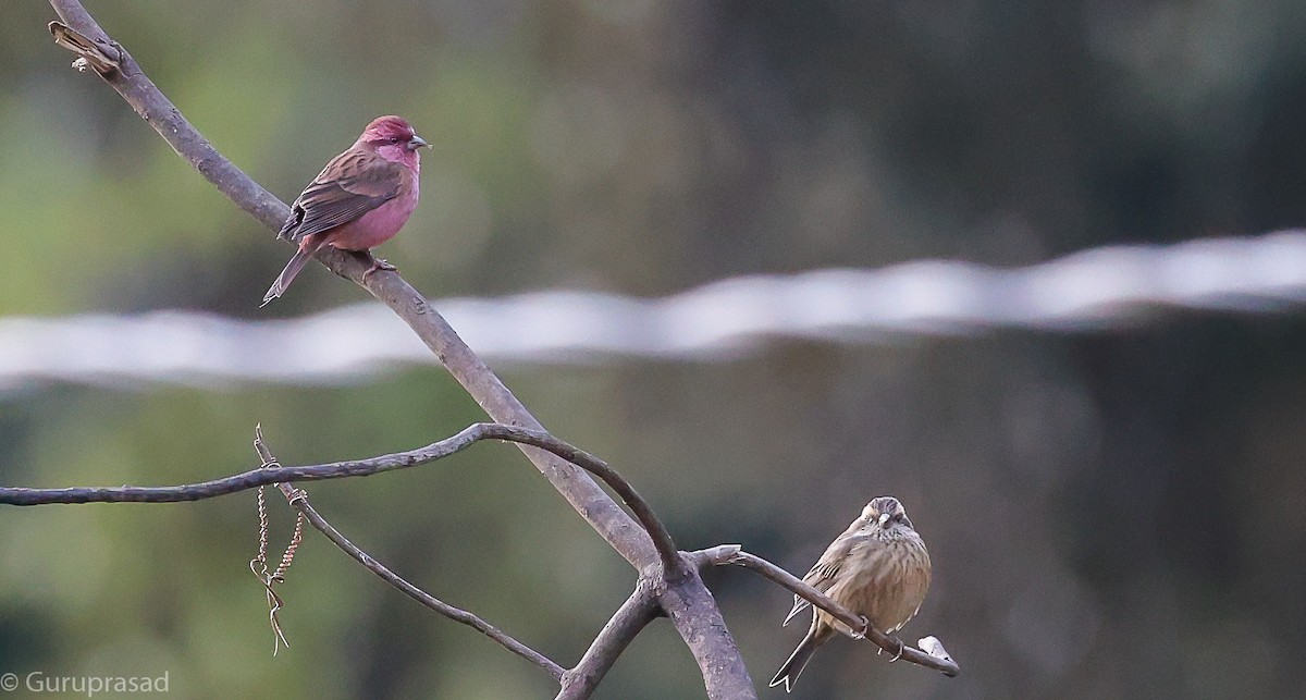 Pink-browed Rosefinch - ML643468235