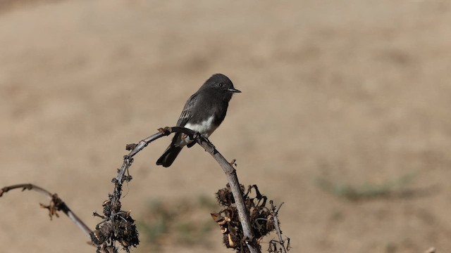 Mosquero Negro - ML643468239