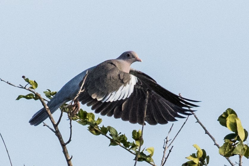 Bare-eyed Pigeon - ML643468240