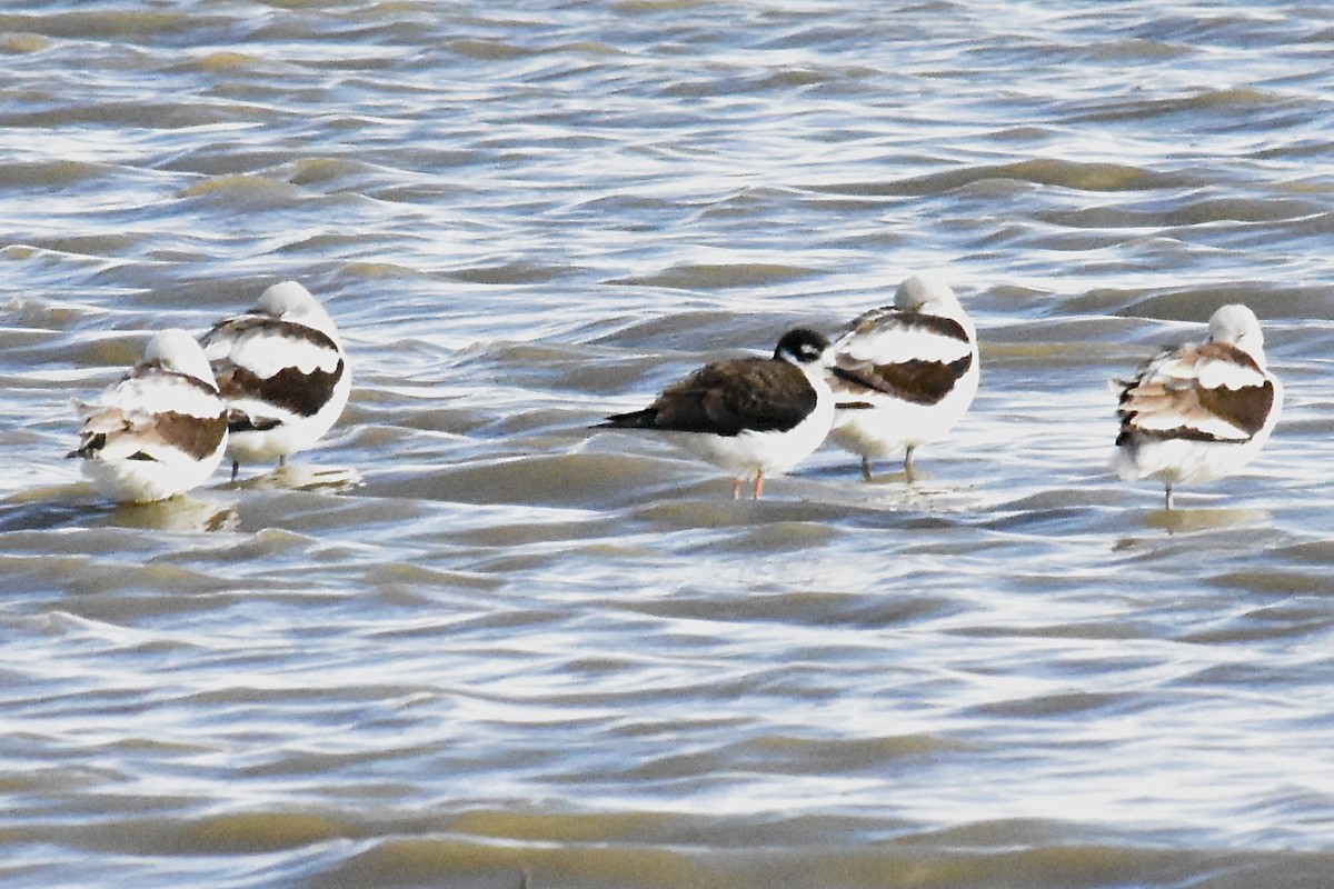 Black-necked Stilt - ML643468241