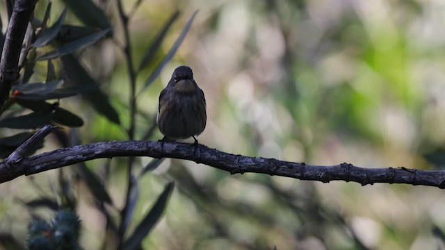 Reinita Coronada (auduboni) - ML643468250