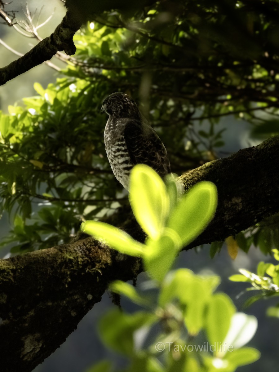 Broad-winged Hawk - ML643468259