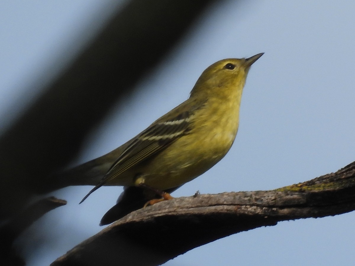 Blackpoll Warbler - ML643468263