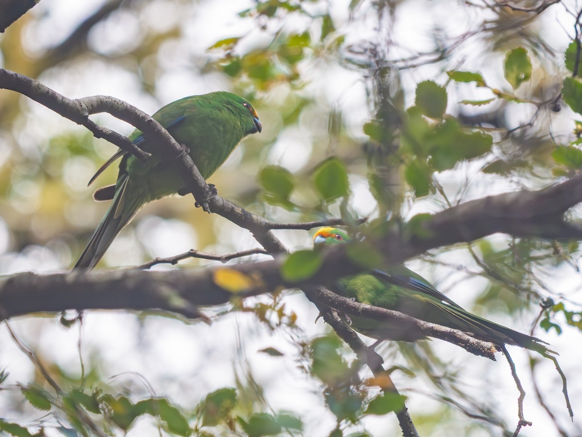 Malherbe's Parakeet - ML643468265