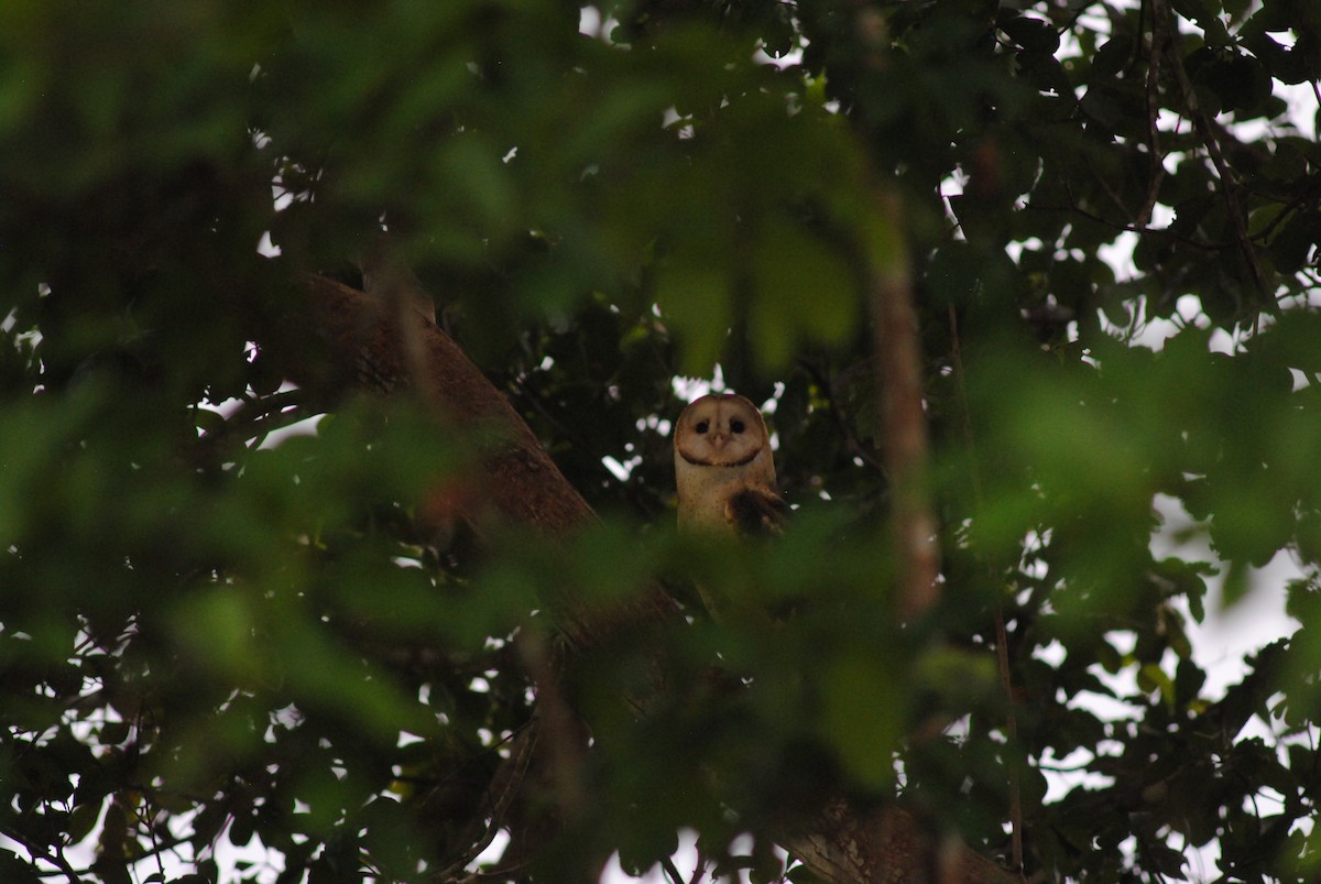 American Barn Owl - ML643468267