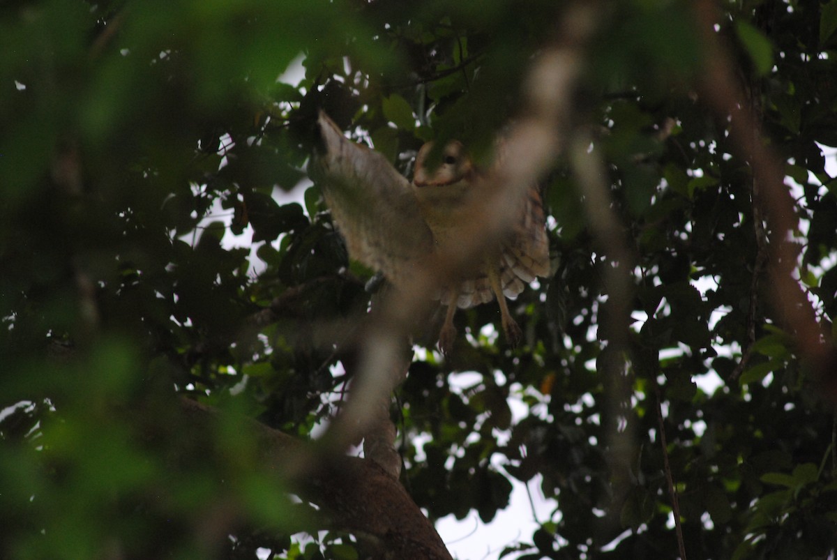 American Barn Owl - ML643468268