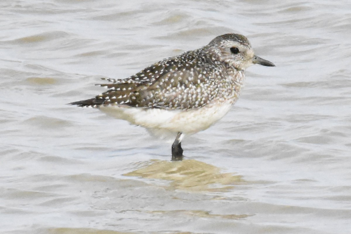 灰斑鴴 - ML643468273