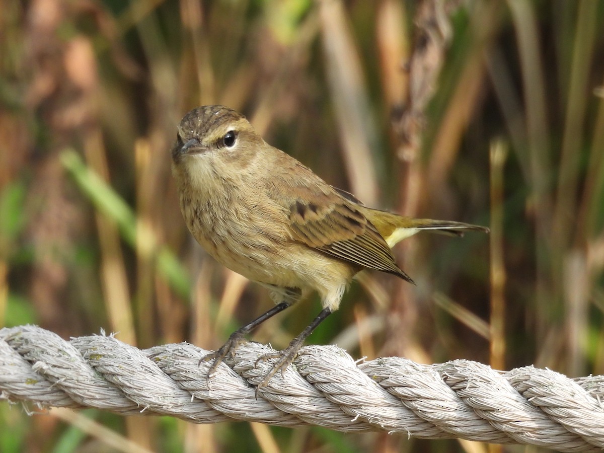 Palm Warbler - ML643468282