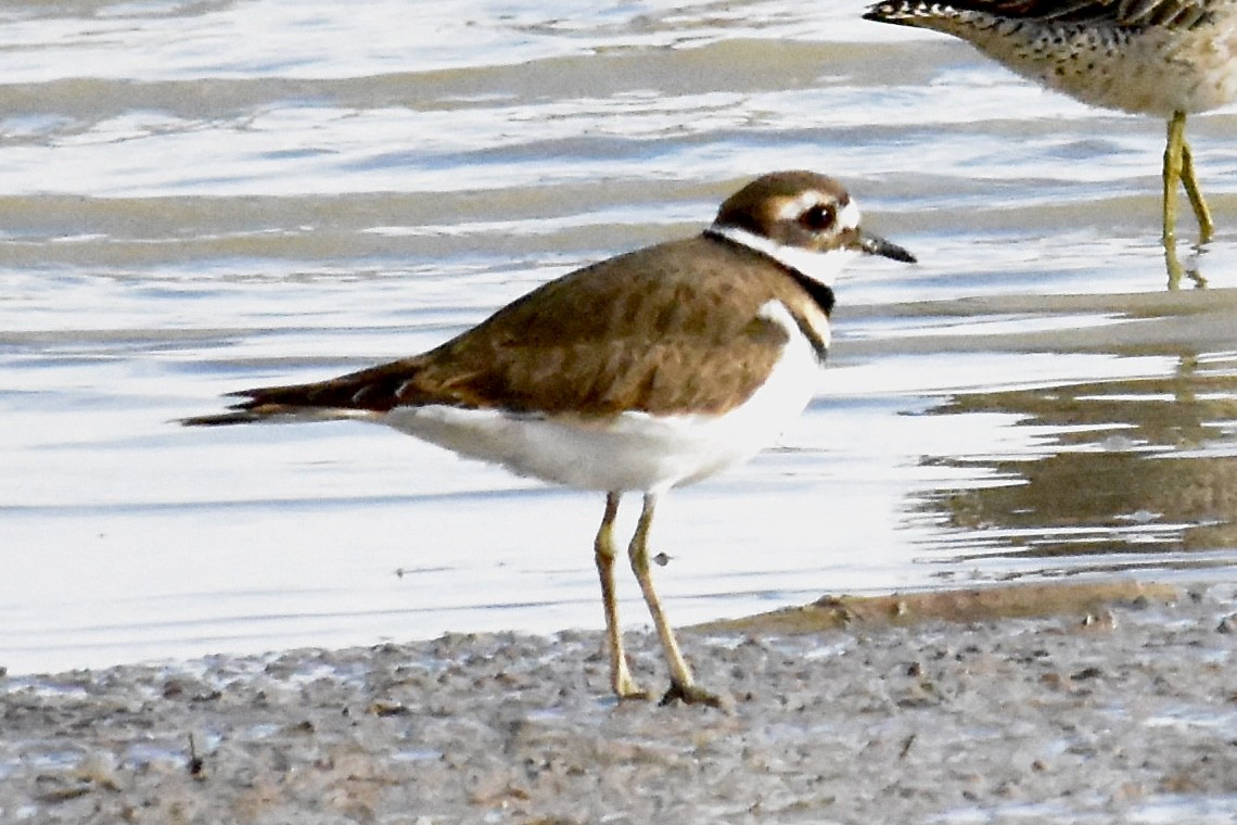 Killdeer - ML643468285