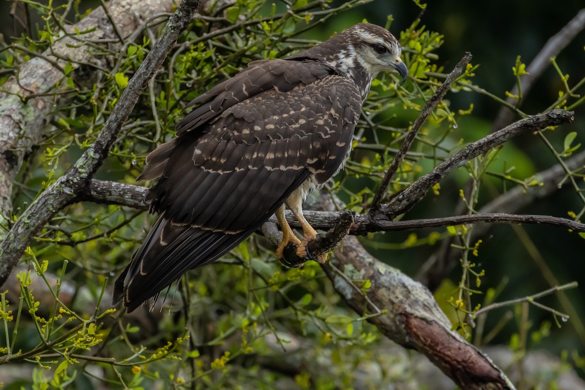 Snail Kite - ML643468291
