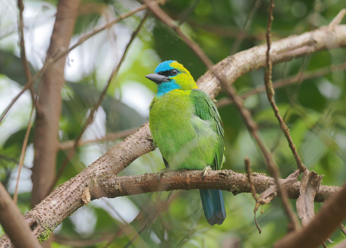 Golden-naped Barbet - ML643468292