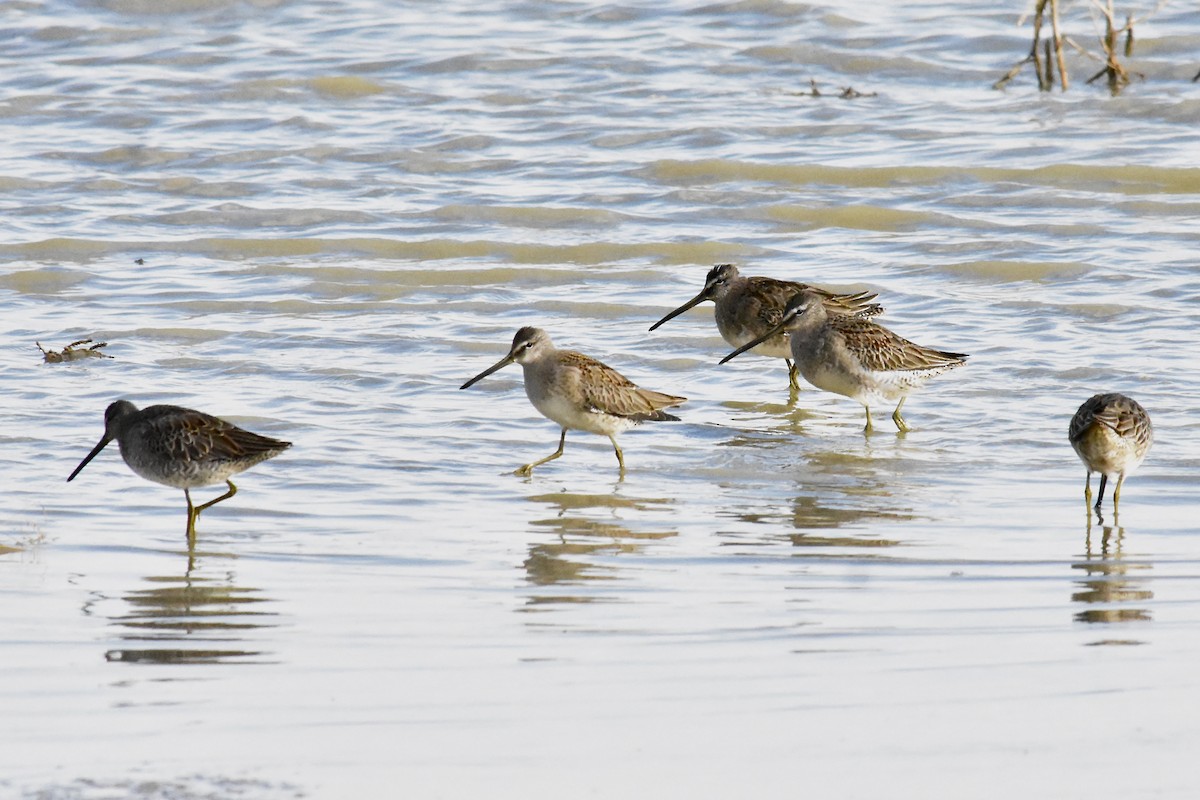 長嘴半蹼鷸 - ML643468299