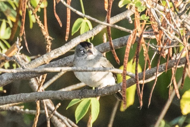 Pileated Finch - ML643468300