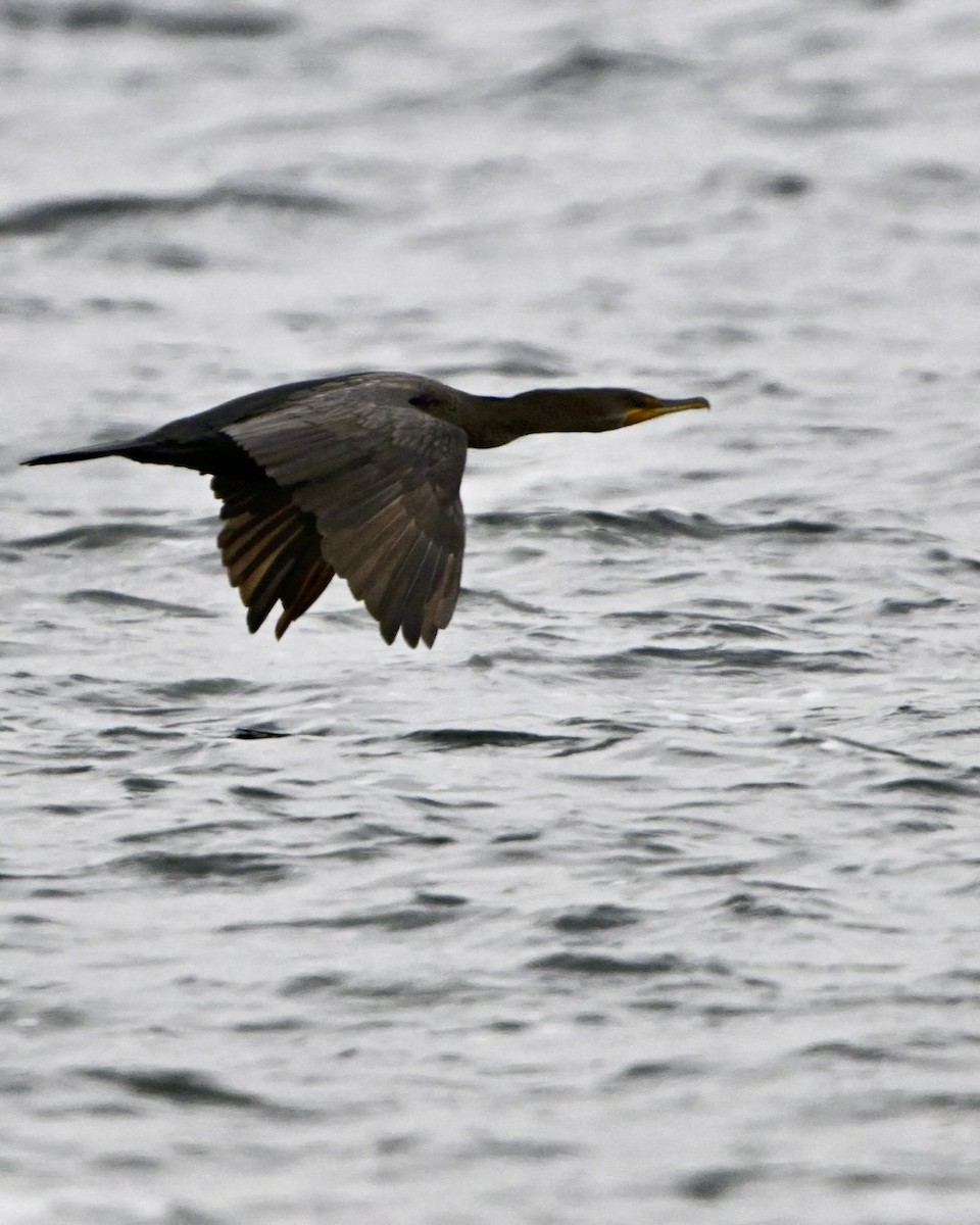 Double-crested Cormorant - ML643468303
