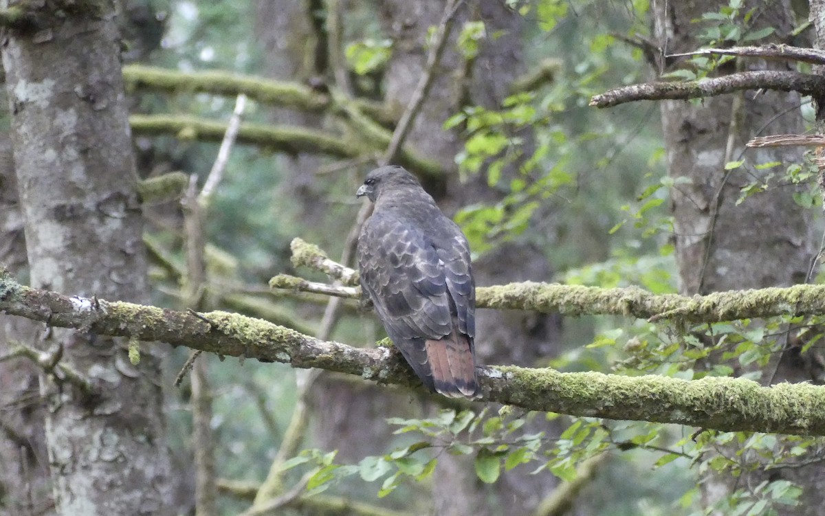 Red-tailed Hawk - ML643468313