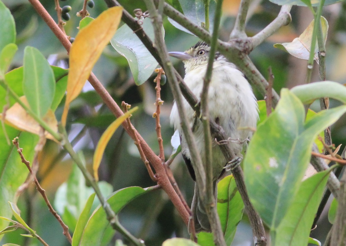 Double-banded Graytail - ML643468314