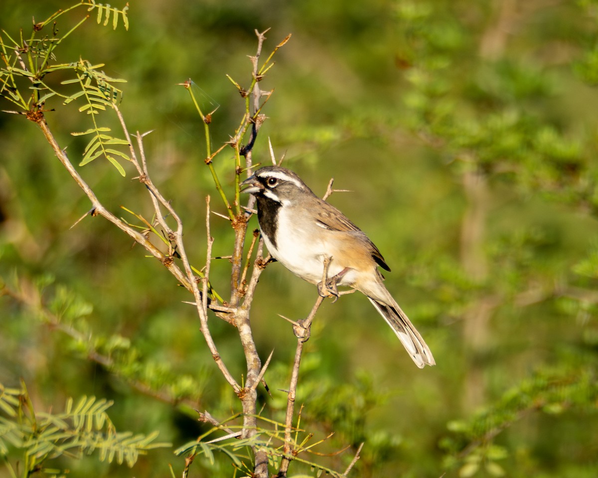 Black-throated Sparrow - ML643468321