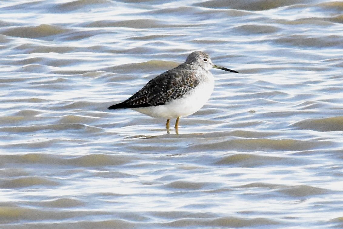 Greater Yellowlegs - ML643468322