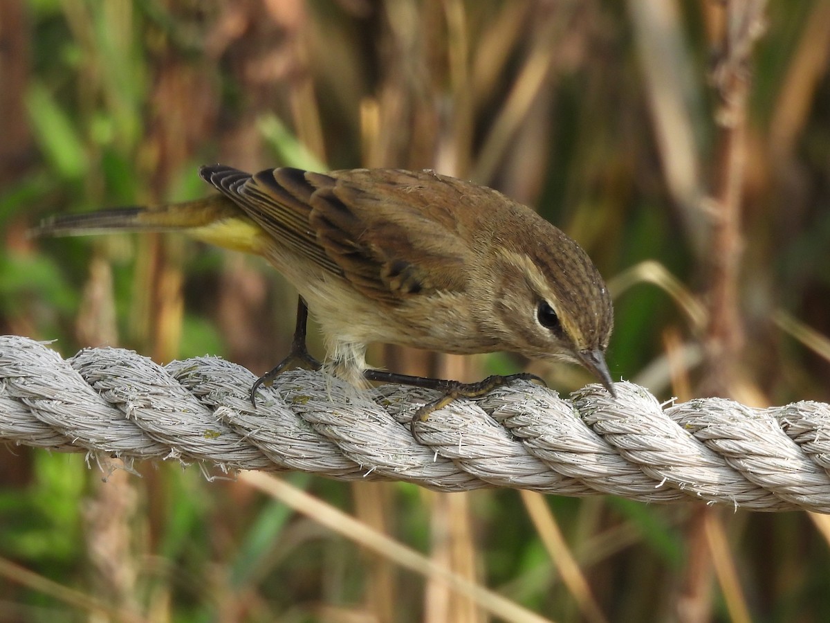 Palm Warbler - ML643468323