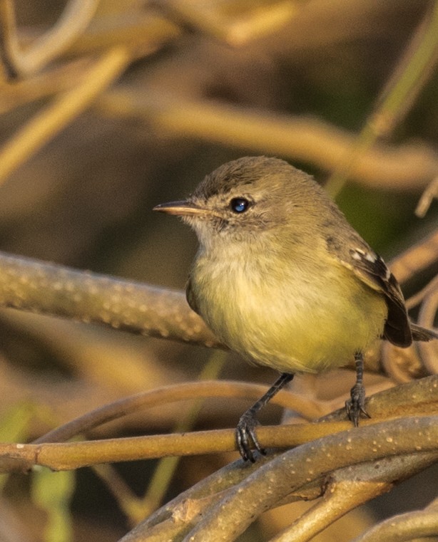 Slender-billed Tyrannulet - ML643468334