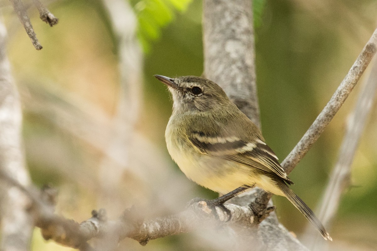 Slender-billed Tyrannulet - ML643468336
