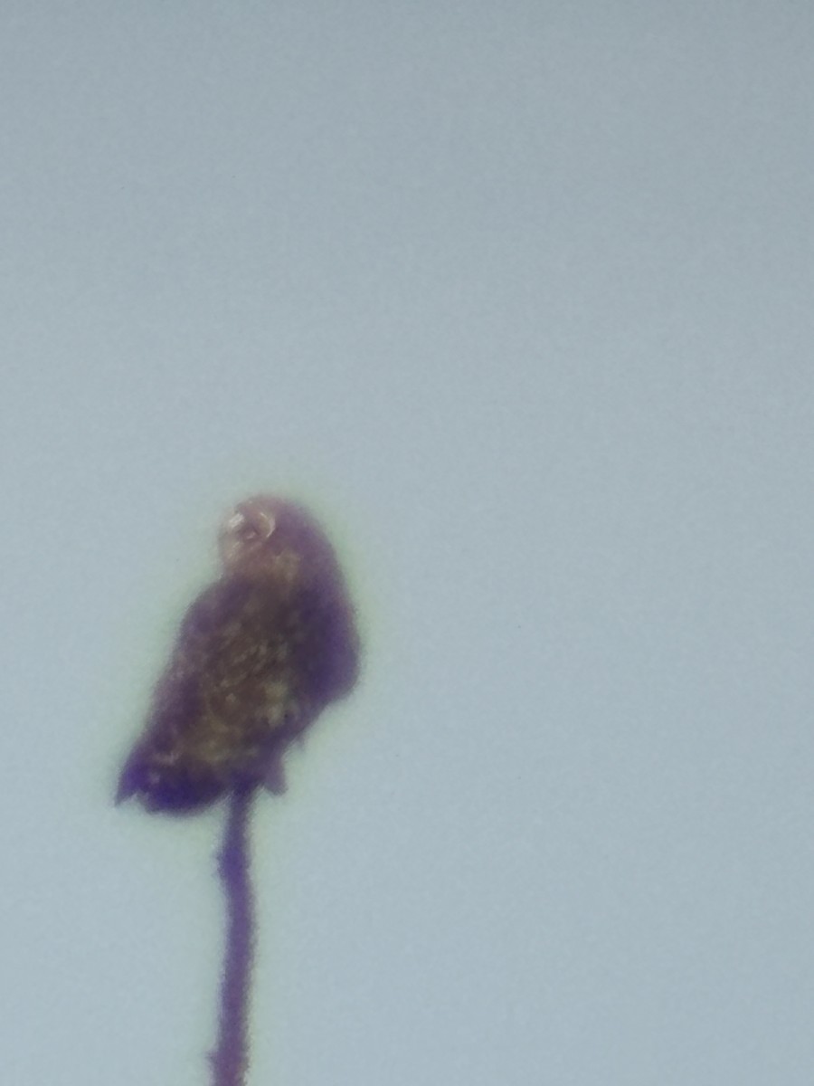 Short-eared Owl - ML643468337