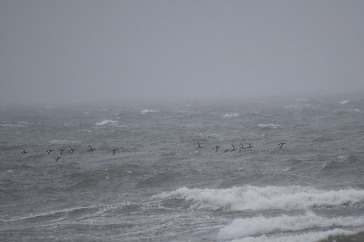 White-winged Scoter - ML643468338