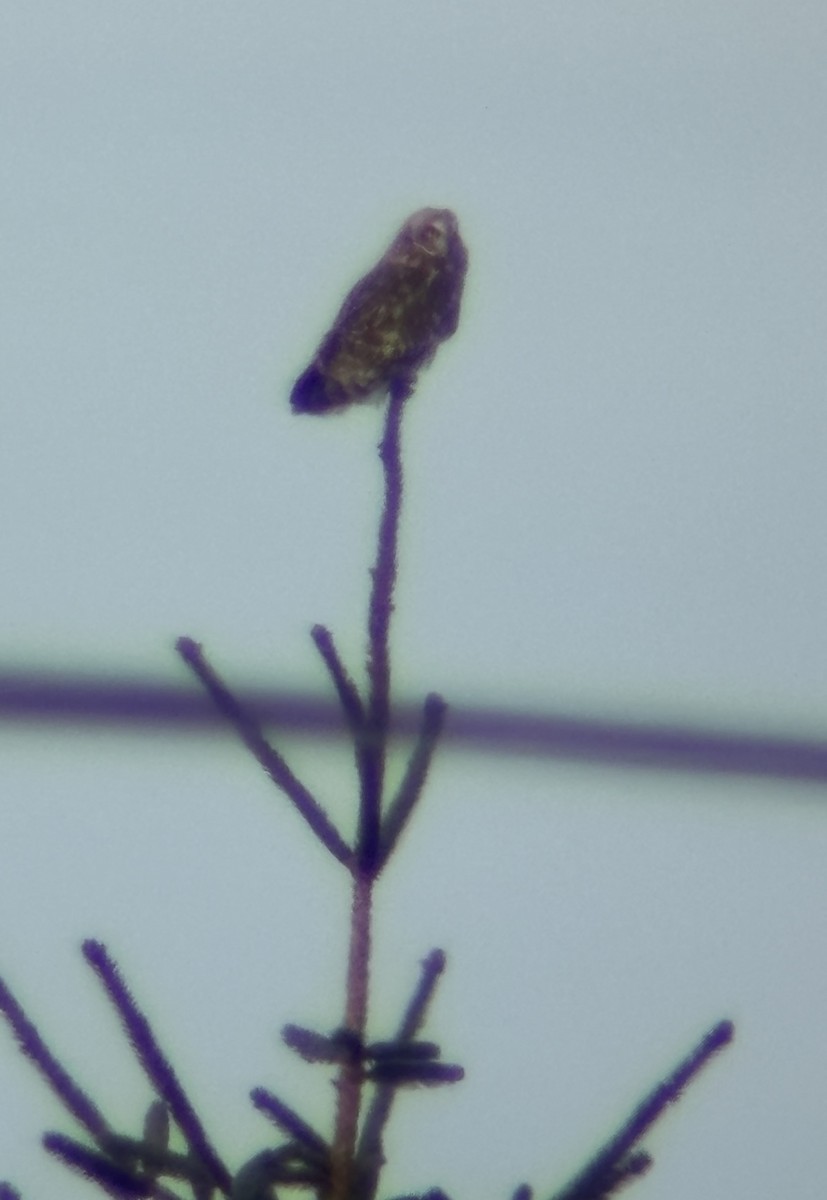 Short-eared Owl - ML643468340