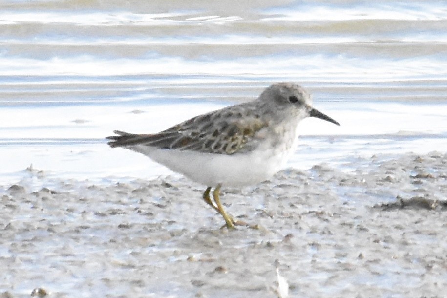 Least Sandpiper - ML643468350