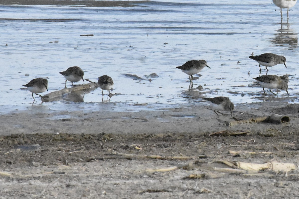 Least Sandpiper - ML643468351