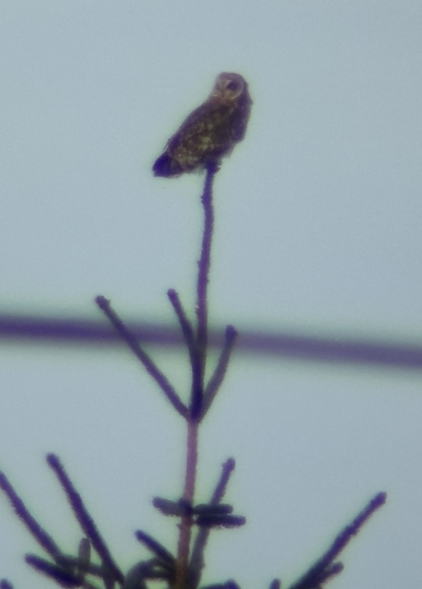 Short-eared Owl - ML643468353